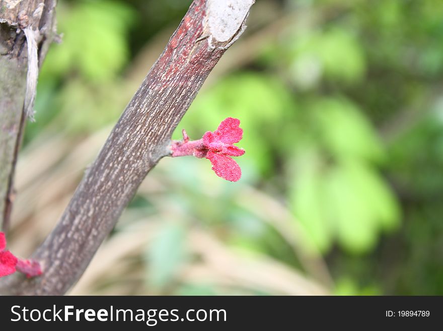 New leaf on a Poplar tree in spring. New leaf on a Poplar tree in spring.