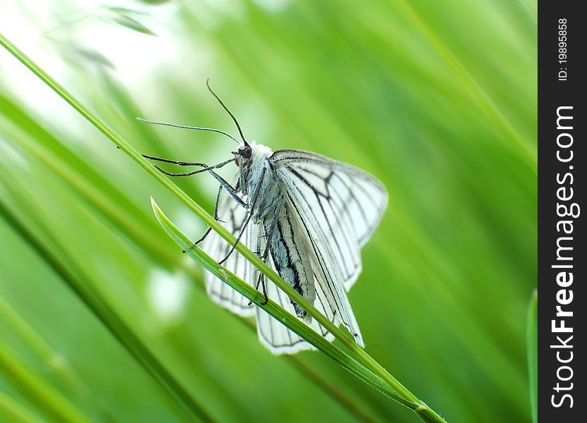 The Black-veined Moth (Siona lineata) sitting on blade of grass. The Black-veined Moth (Siona lineata) sitting on blade of grass