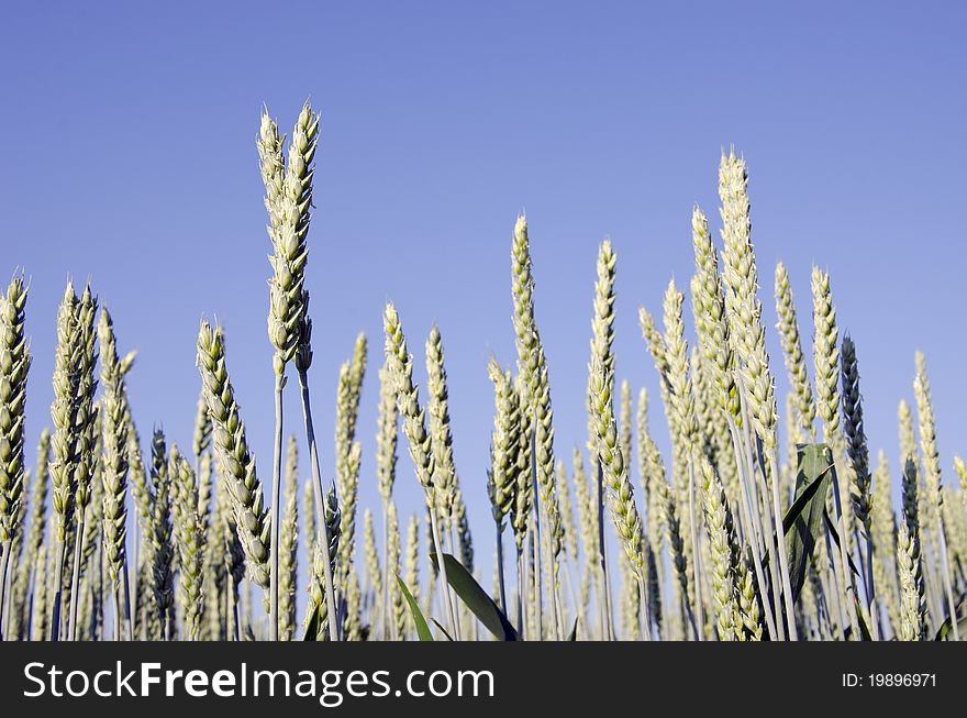 Closeup of green unriped rye in early summer. Closeup of green unriped rye in early summer.