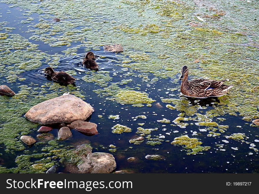 The duck with the ducklings searches for meal in a dirty bog. The duck with the ducklings searches for meal in a dirty bog.