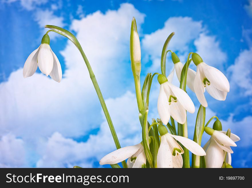 Beauty spring white snowdrops nature flower plant. Beauty spring white snowdrops nature flower plant