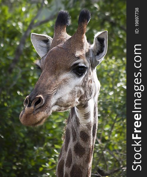 Close up of Giraffe in South Africa. Close up of Giraffe in South Africa