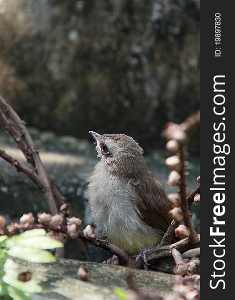 Child bird stands on a dead branch and looks up. Child bird stands on a dead branch and looks up.