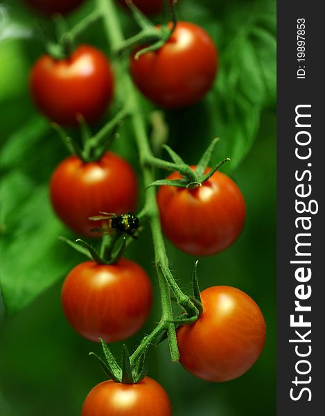 Branches with tomatoes in a room for growing vegetables