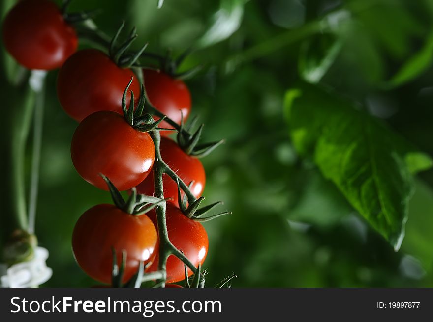 Branches with tomatoes in a room for growing vegetables