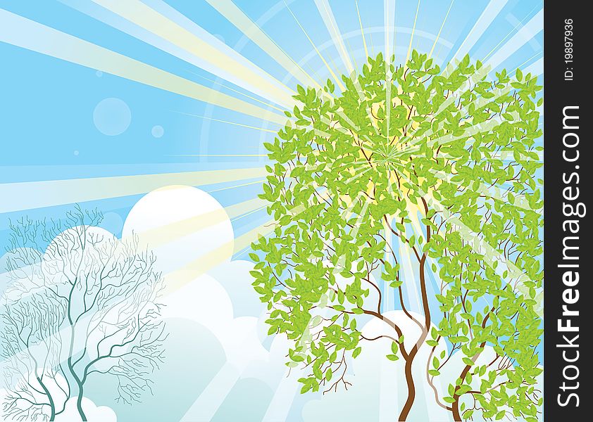 Sun rays shine through the tree in summer day.Vector illustration. Sun rays shine through the tree in summer day.Vector illustration