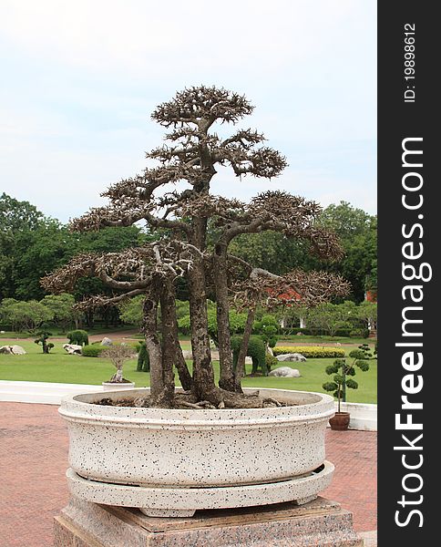 Bonsai tree in the garden white sky