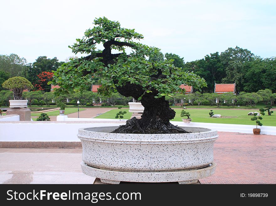 Green bonsai tree Isolated on white background