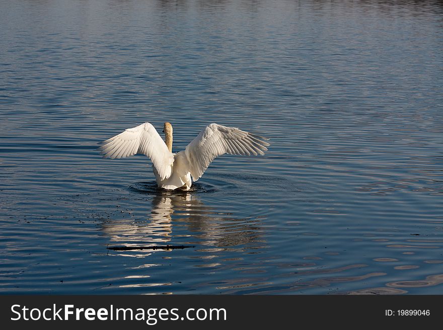 Swan swimming in the kake in wild nature