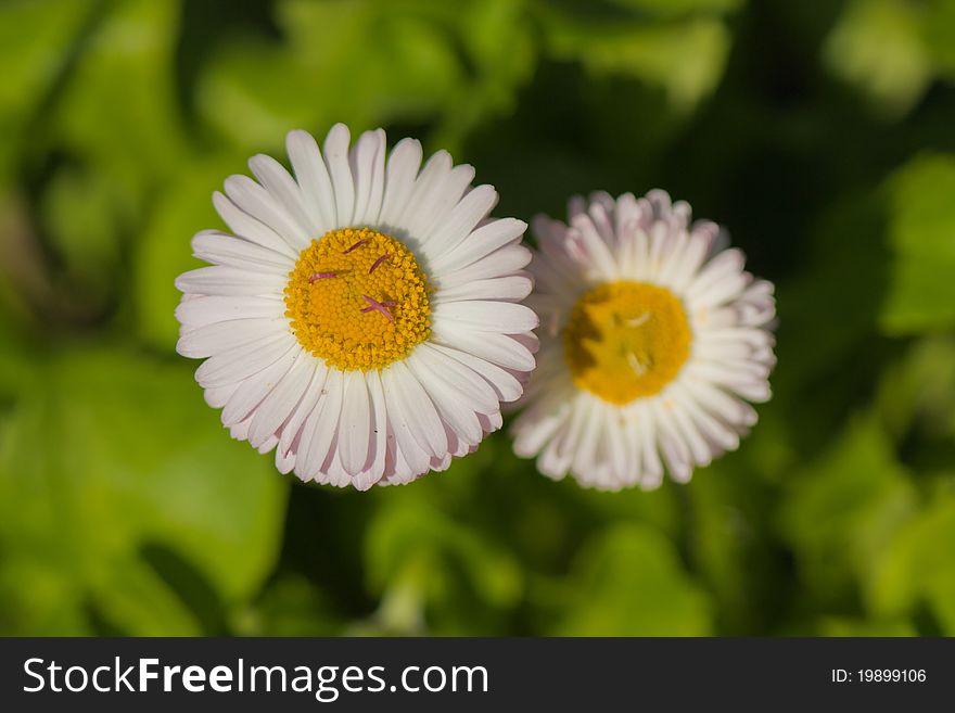 Chamomile close-up macro