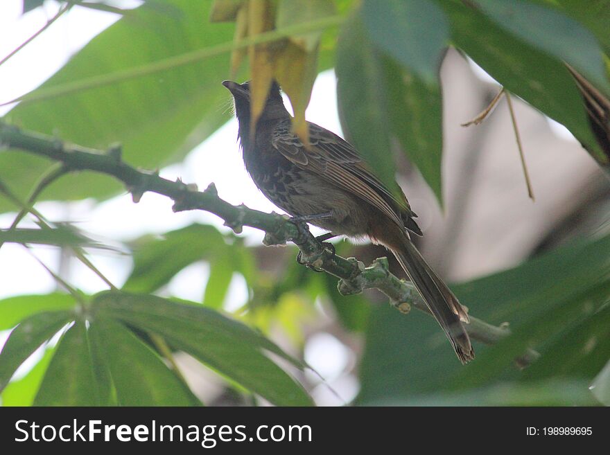 Bulbul Bird on the branch of a tree