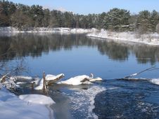 Swan On Winter River Viliya Stock Image