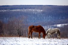 Two Horses Royalty Free Stock Images