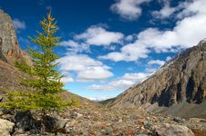 Larch, Mountains And Clouds. Stock Photo