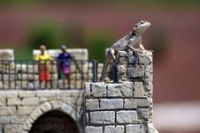 Agama Lizard Royalty Free Stock Images Agama Lizard Royalty Free Stock Images