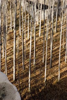 Trees Stock Photos Trees Stock Photos
