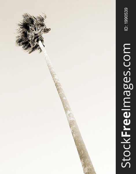 Tall palm tree blows in the wind. Tall palm tree blows in the wind