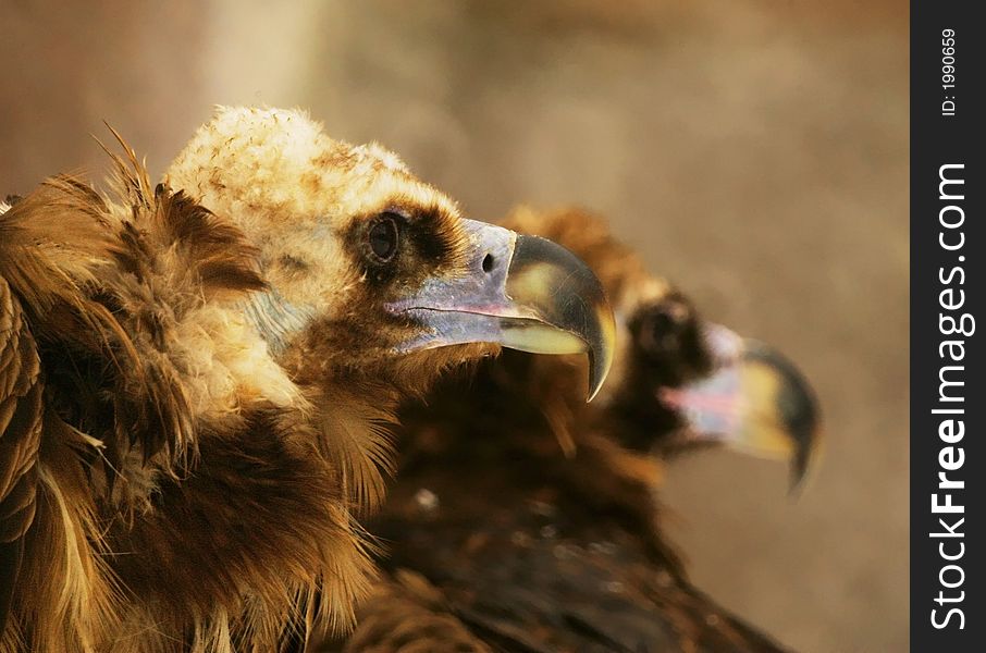 An eagle close-up. Proud bird. An eagle close-up. Proud bird