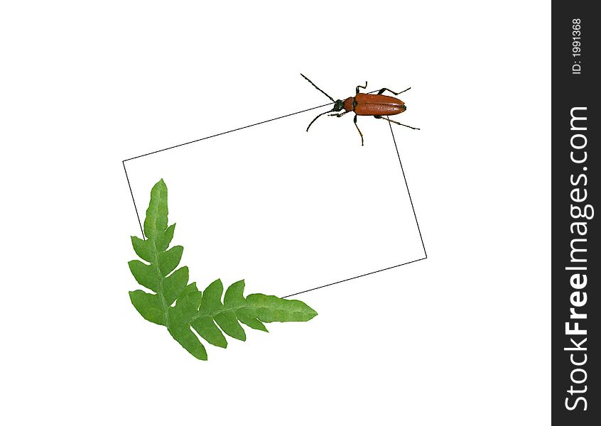 Card With The Bug And Fern