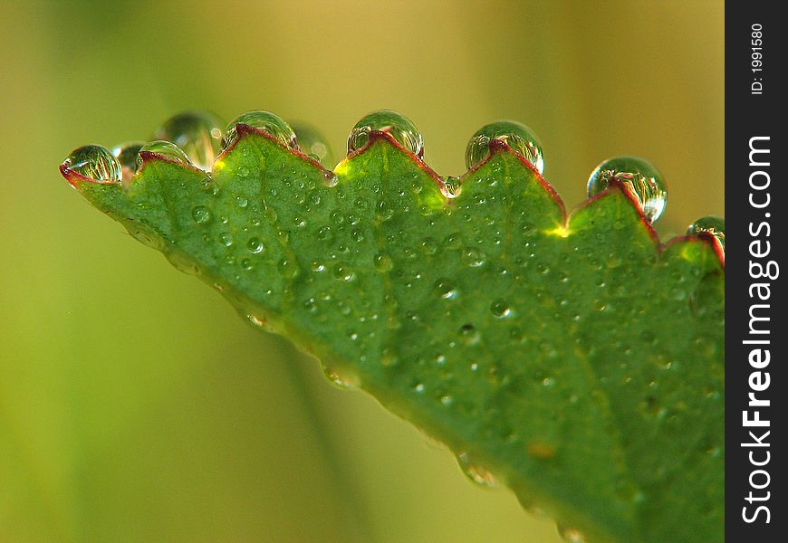 Drops in leaf.