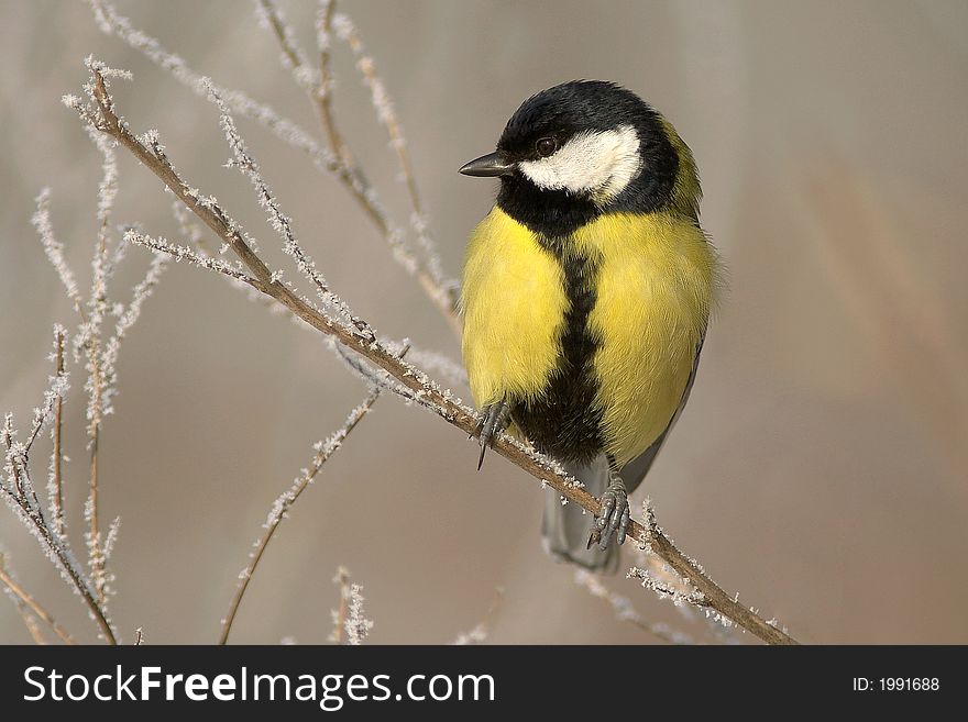 Yellow and black bird on frosty branch in winter. Yellow and black bird on frosty branch in winter.