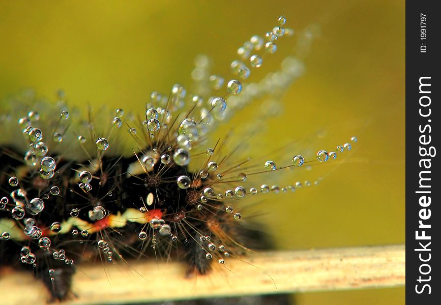 Insect In Drops