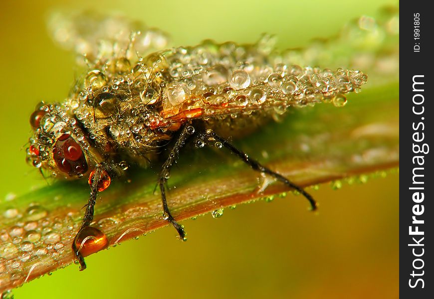 Insect in drops