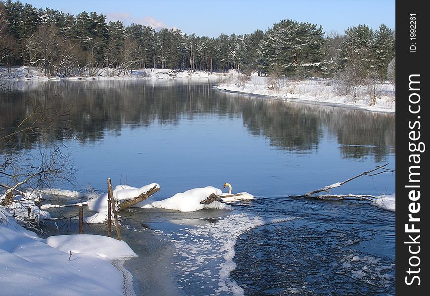 Swan On Winter River Viliya