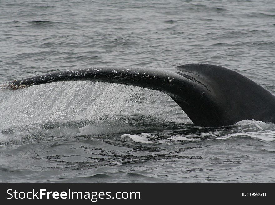Dripping Humpback Whale Tail