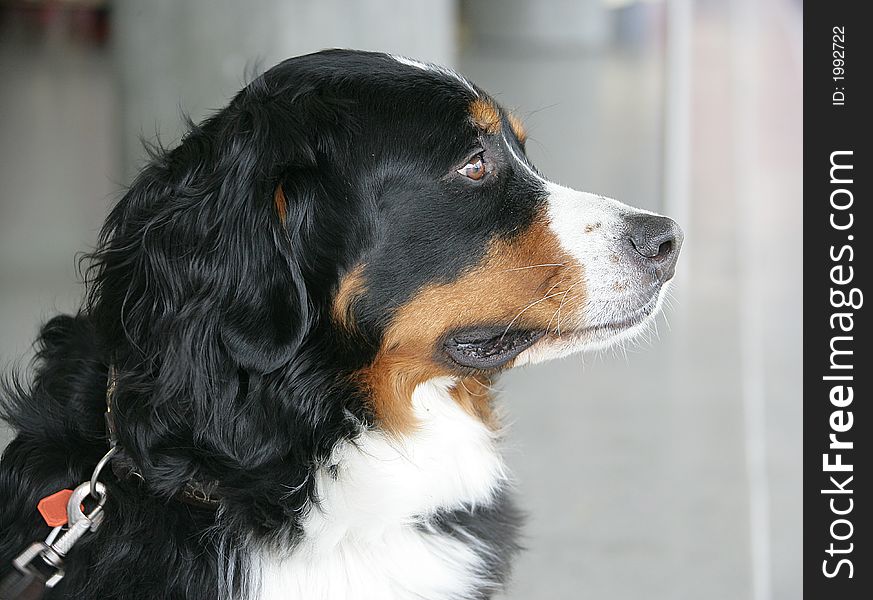 Profile of Nice Berner Dog. Profile of Nice Berner Dog