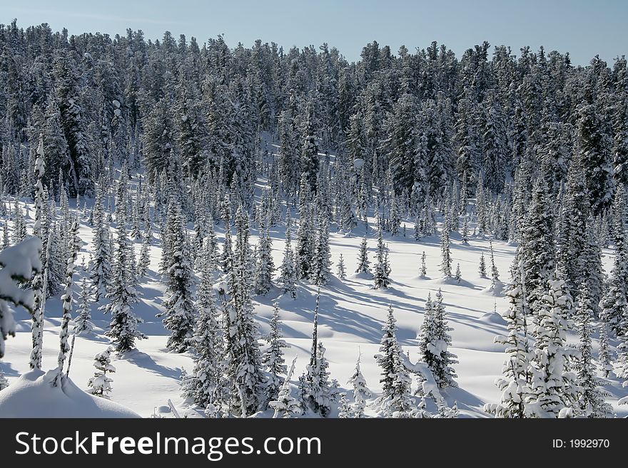 Winter landscape trees under snow after snow-storm