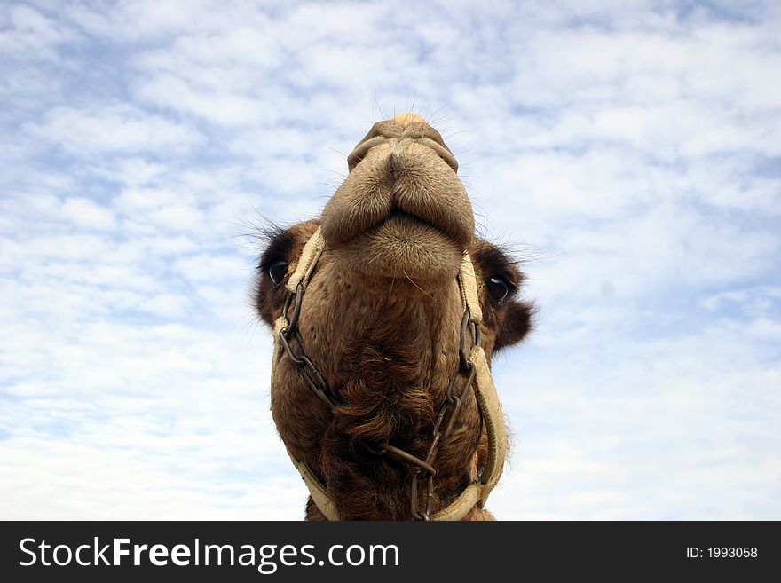 Camel head in the negev desert-Israel
