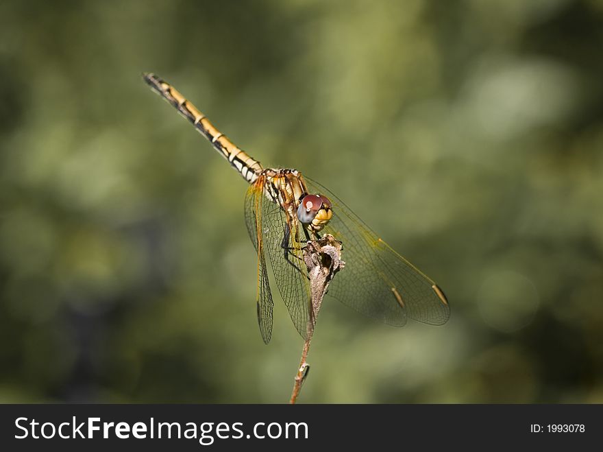 Yellow and brown dragonfly on stick.