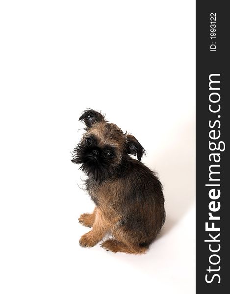 Little baby dod sitting over white background. Little baby dod sitting over white background