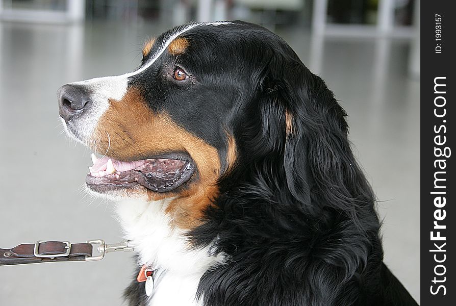 Profile of Nice Berner Dog. Profile of Nice Berner Dog