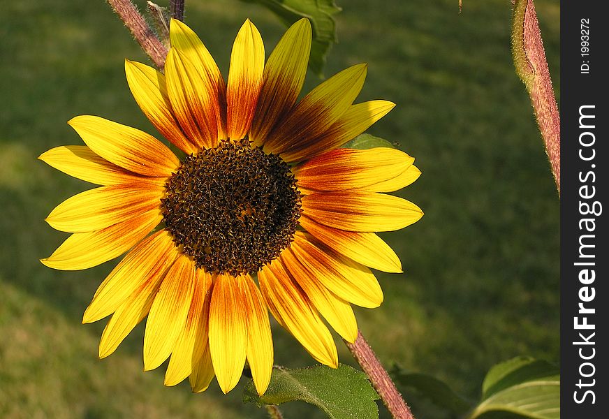 A beautiful backyard sunflower soaks up the late day sun. A beautiful backyard sunflower soaks up the late day sun