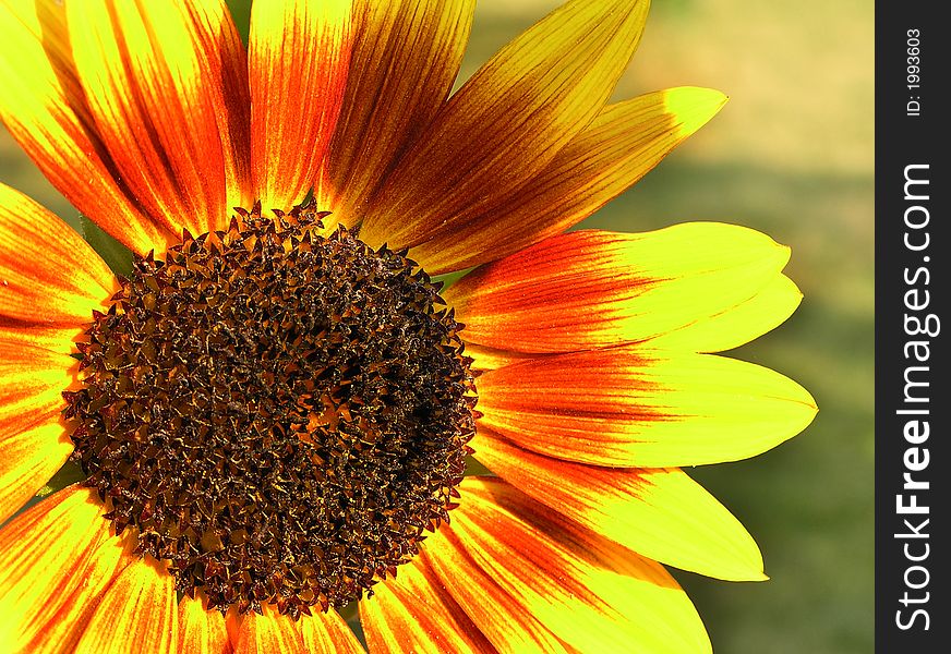 A beautiful backyard sunflower soaks up the late day sun. A beautiful backyard sunflower soaks up the late day sun