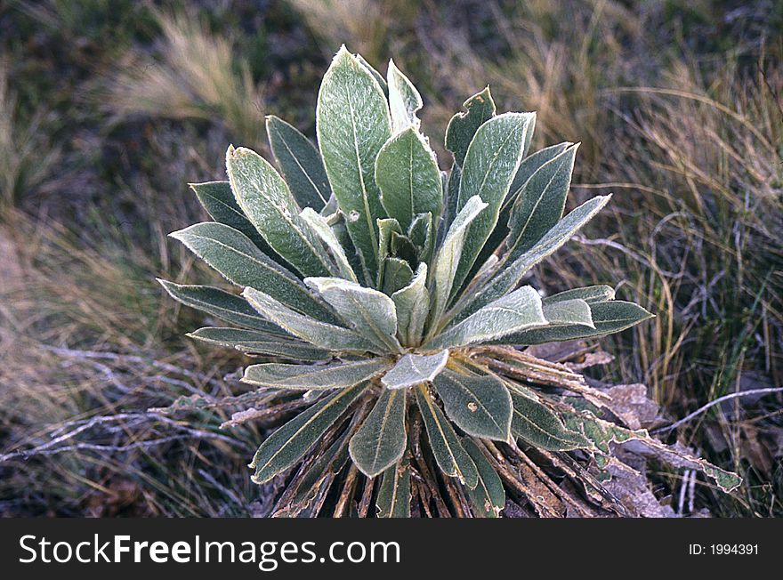 This plant seems to grow only at 10000 feet on the Andes near Bogotᬠwhere the climat, although cold and near freezing at night, is just right for it. This plant seems to grow only at 10000 feet on the Andes near Bogotᬠwhere the climat, although cold and near freezing at night, is just right for it.