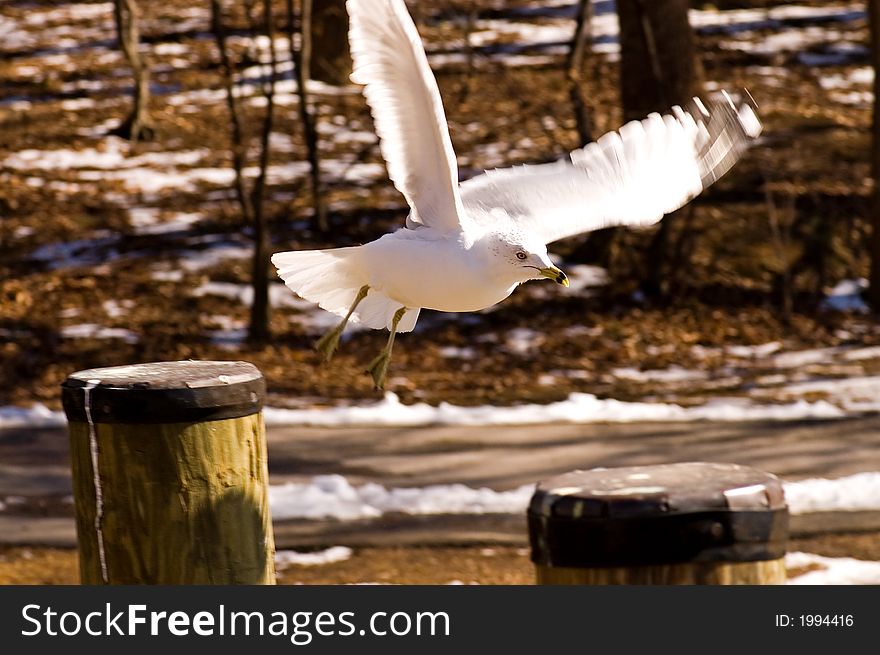 A white and gray seagull with wings outspread, takes off flying on the shore of a lake in early spring. A white and gray seagull with wings outspread, takes off flying on the shore of a lake in early spring.