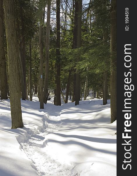 Snowy winter trail in woods