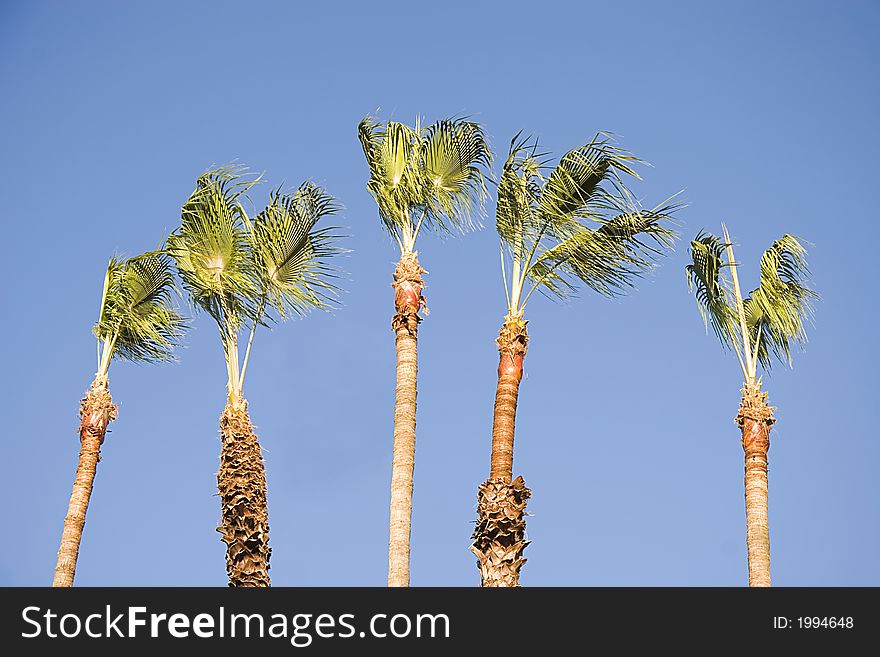Five palm tress in a row