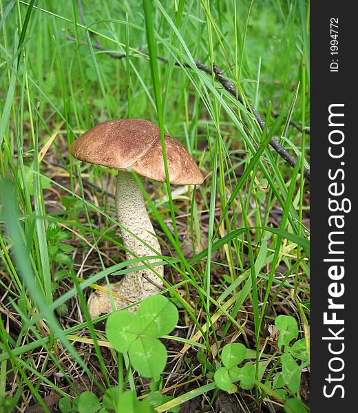 Brown cap boletus in kamchatsky forest.