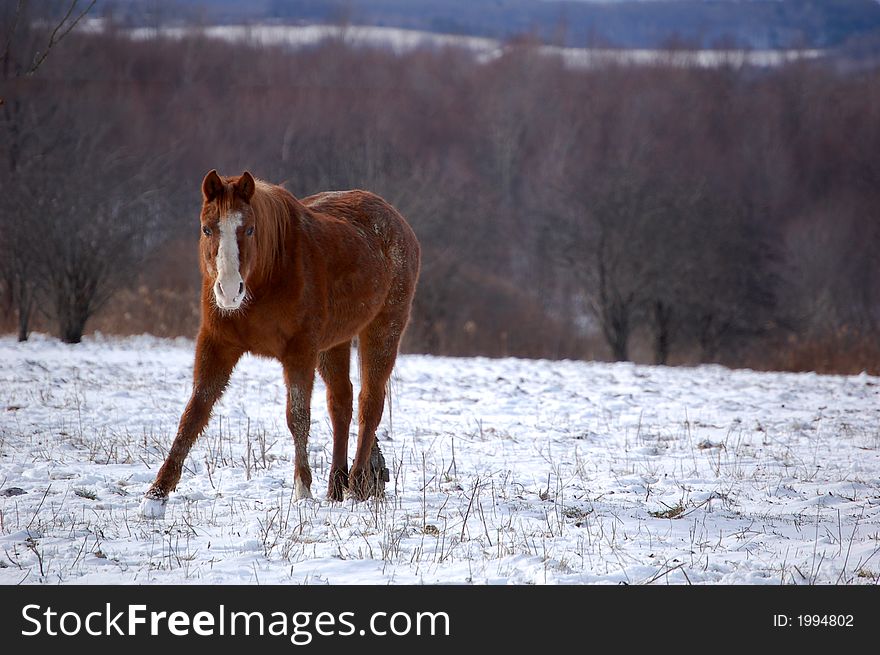 A brown horse standing in the snow on a hillside. A brown horse standing in the snow on a hillside.