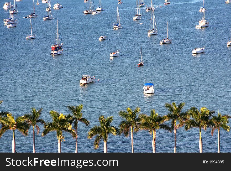 Row and palms with multiple boats on the background. Row and palms with multiple boats on the background