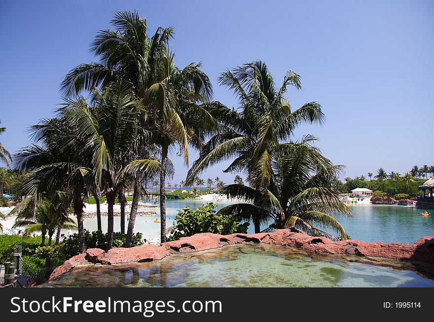 Group of palms in a tropical lagoon