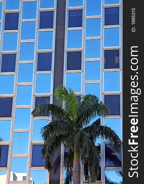 Palm tree with modern building exterior as the background. Palm tree with modern building exterior as the background