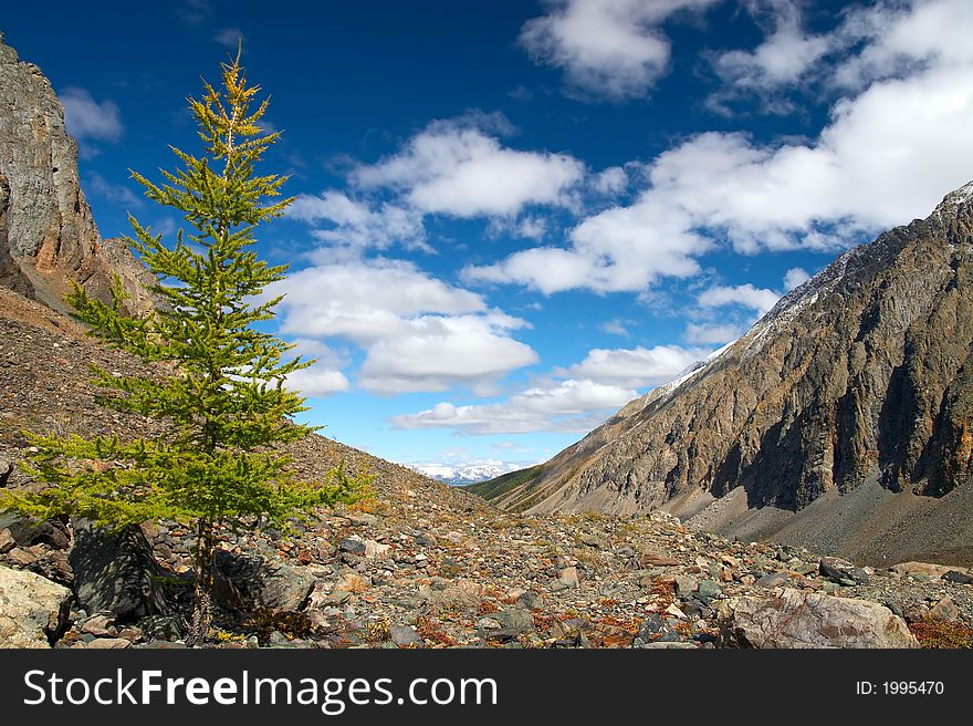 Larch, Mountains And Clouds.