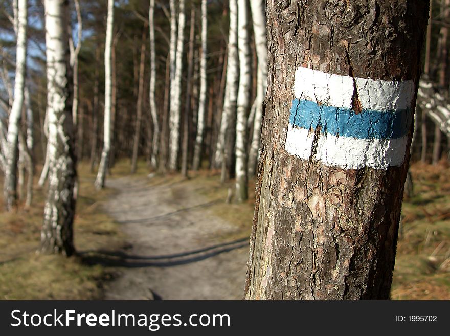 Blue trail through forest in spring