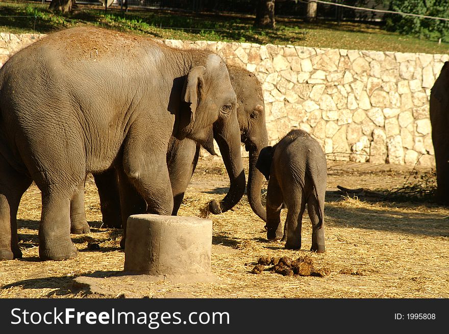 Elephant family in Ramat Gan zoo, Israel. Elephant family in Ramat Gan zoo, Israel
