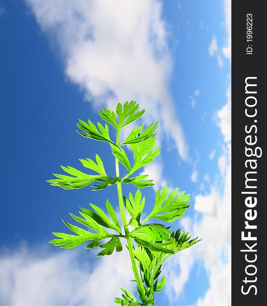 Carrot leaves on cloudly blue sky, new life. Carrot leaves on cloudly blue sky, new life